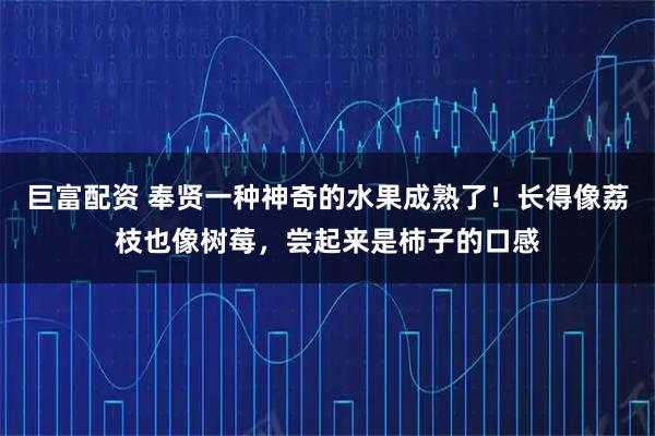 巨富配资 奉贤一种神奇的水果成熟了！长得像荔枝也像树莓，尝起来是柿子的口感